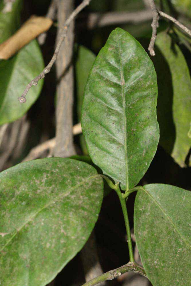              Unifoliolate leaf (Riverside, CA)       